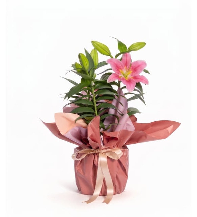 Pembe Işık — Saksıda Lilyum