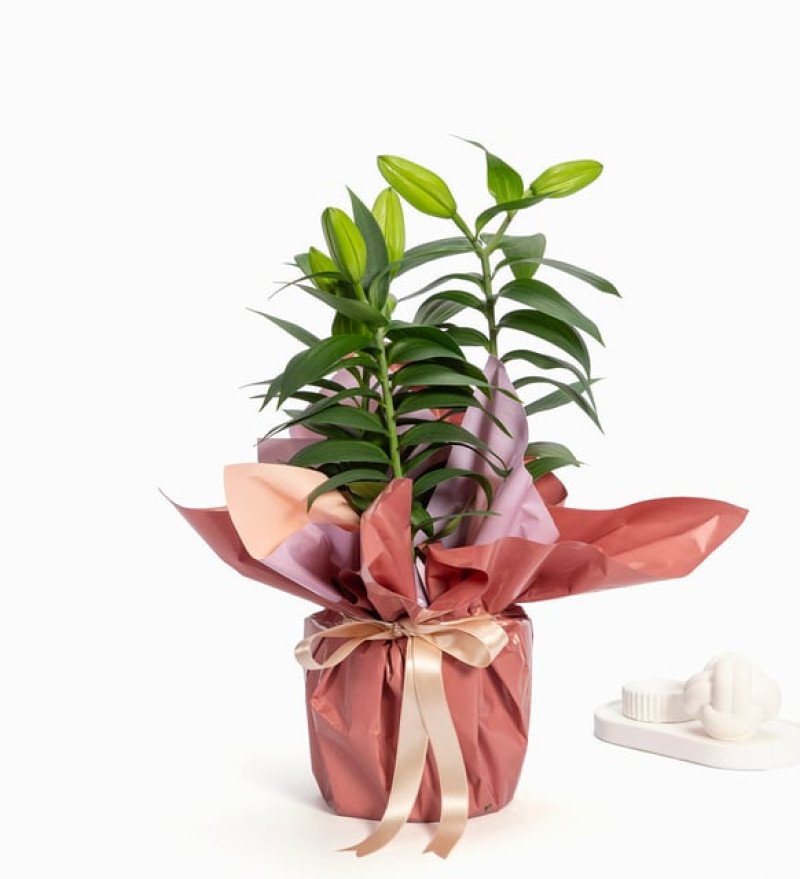 Pembe Işık — Saksıda Lilyum