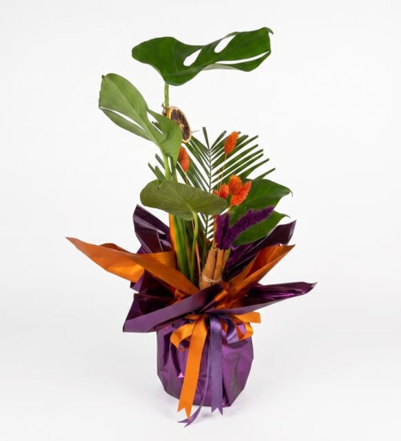 Yeşil Dokunuş — Saksıda Monstera