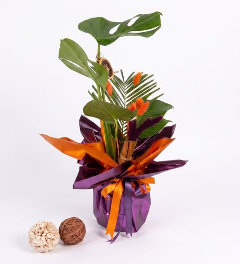 Yeşil Dokunuş — Saksıda Monstera