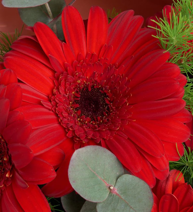 Kırmızı Neşe — Gerbera Buketi