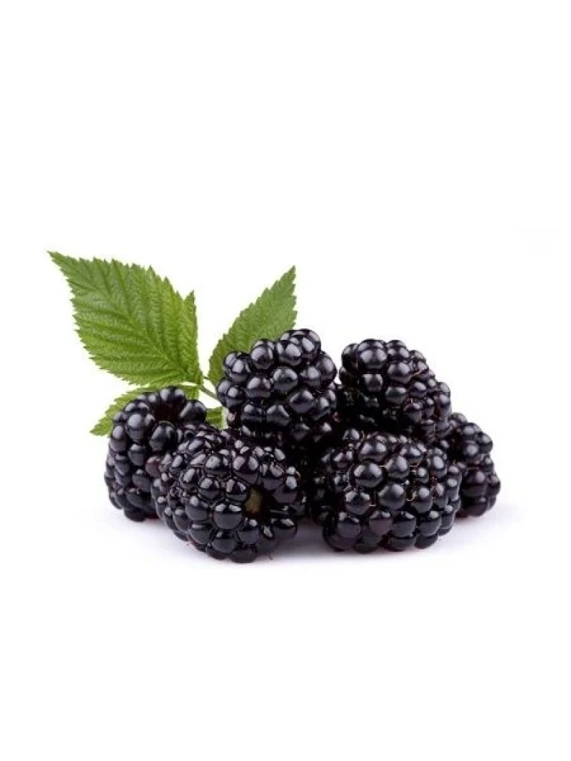 Böğürtlen Fidanı Tatlı Rubus fruticosus Thornfree İthal Saksıda